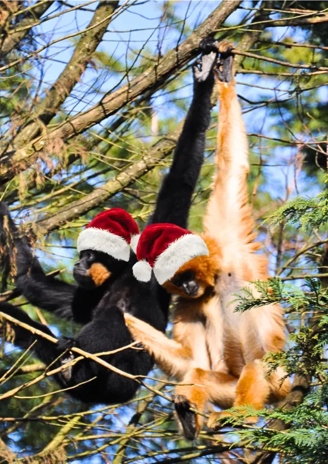 What to do during the Christmas holidays in the Vignoble Nantais: Christmas activities at the Boissière du Dorée Zoo
