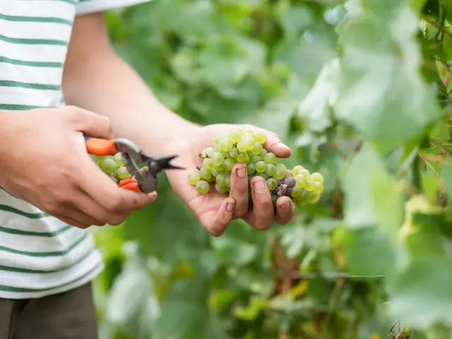 Harvesting at Domaine Ménard-Gaborit