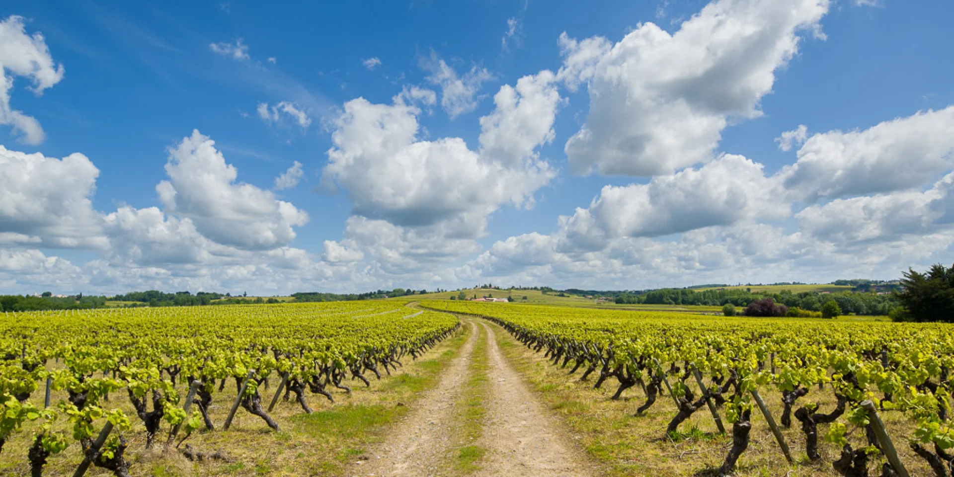 Nantes vineyards