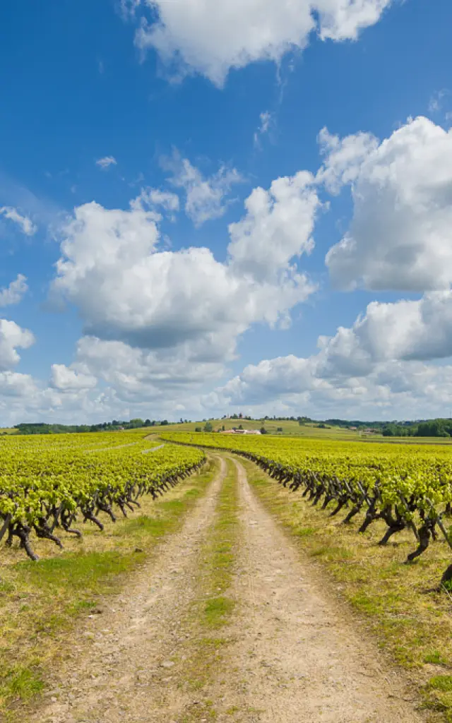 Nantes vineyards