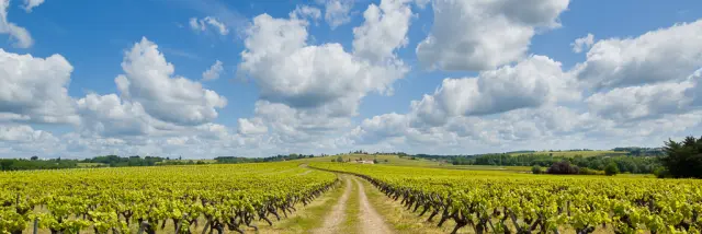 Vignes du vignoble nantais