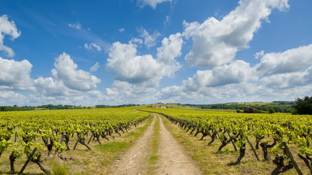Nantes vineyards