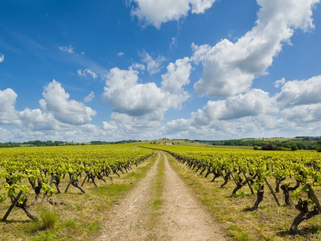 Nantes vineyards
