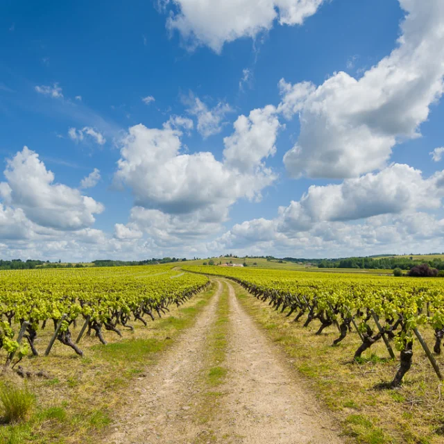 Nantes vineyards