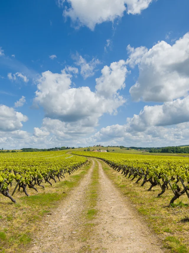 Nantes vineyards