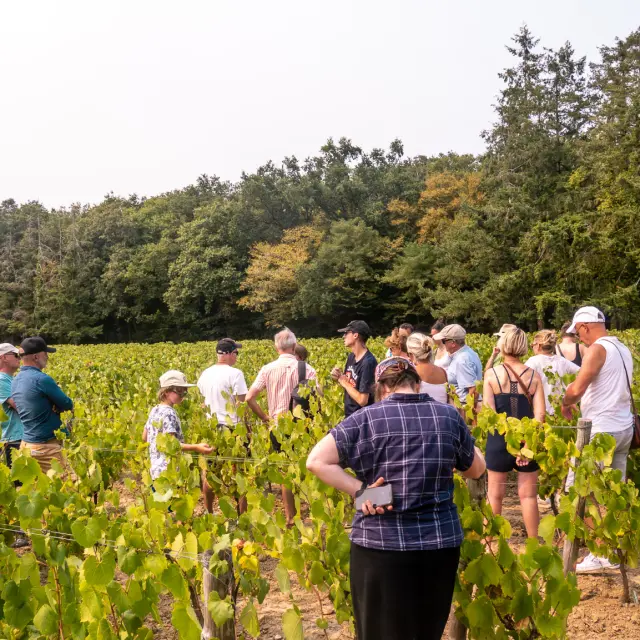 Wine Tours: Escapade en Muscadet