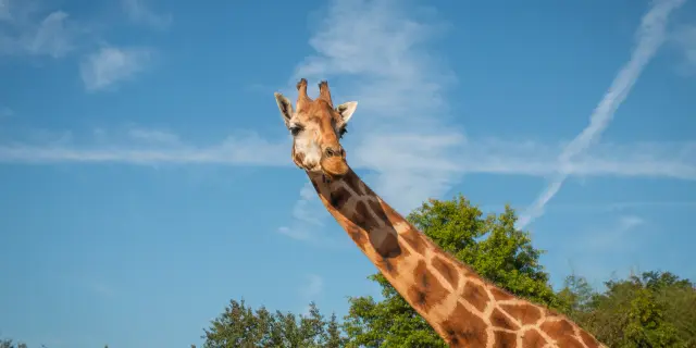 Réunions et événements professionnels : Séminaire au zoo de la Boissière du Doré