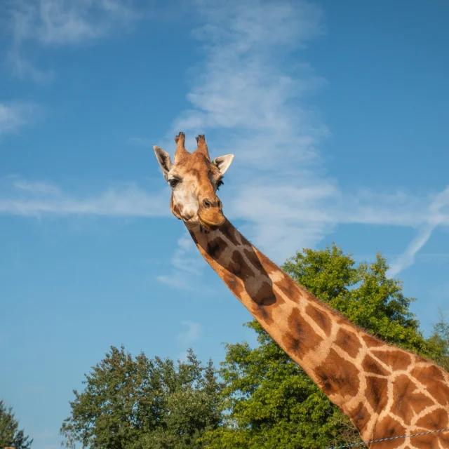 Réunions et événements professionnels : Séminaire au zoo de la Boissière du Doré