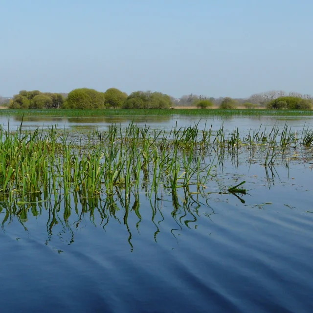 The Goulaine marshes