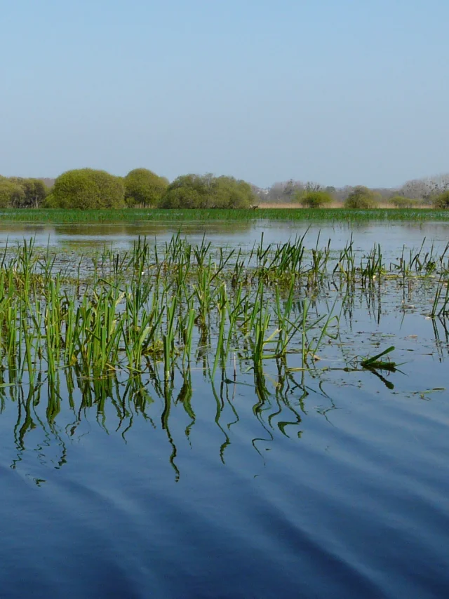 The Goulaine marshes