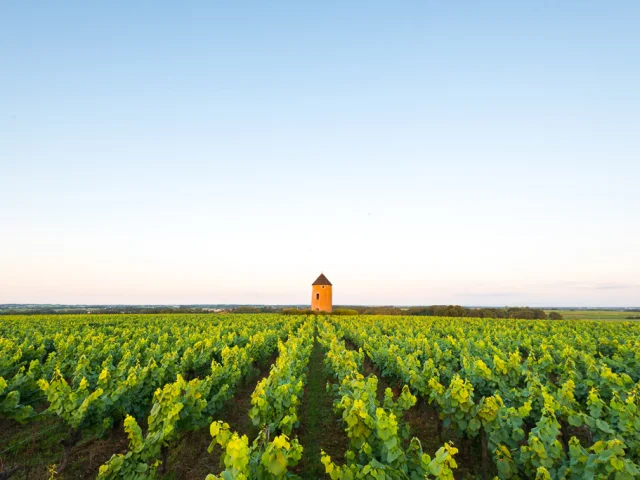 Vignes du vignoble nantais