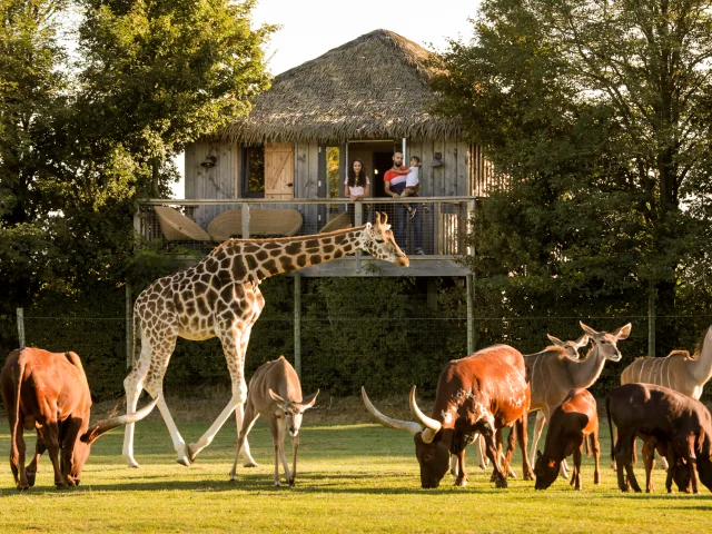 Where to stay during your family weekend in the Vignoble Nantais: in an African lodge at La Boissière du Doré, with a view of the animals on the plain!