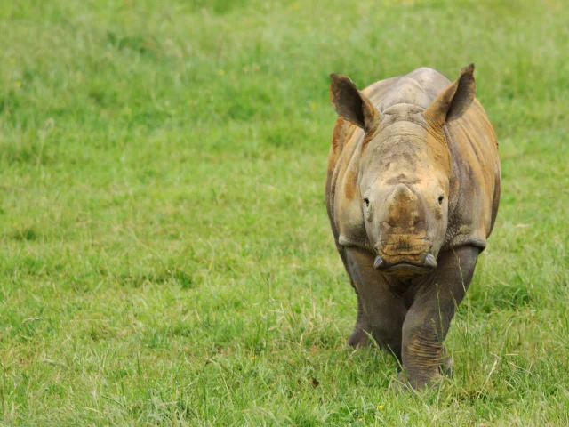 Our must-sees: Boissière du Doré Zoo