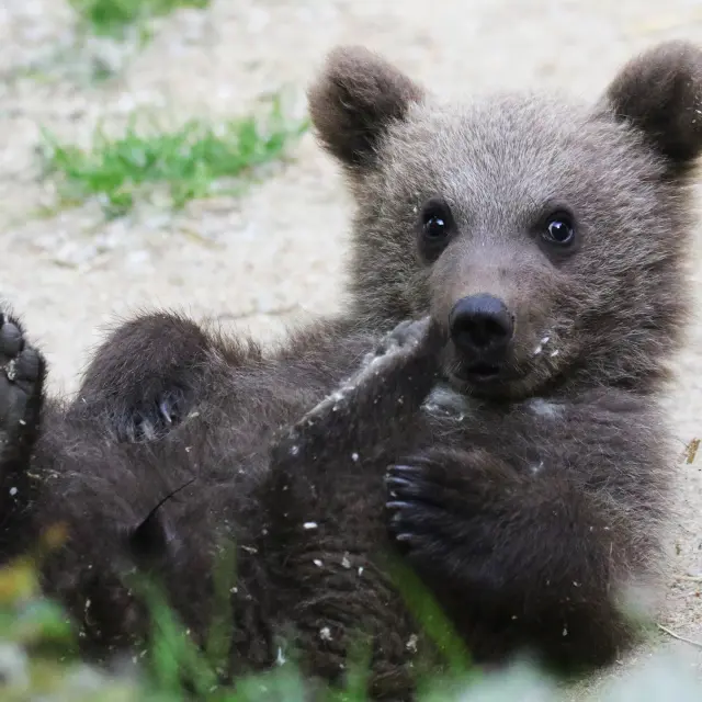 Our must-sees: Boissière du Doré Zoo