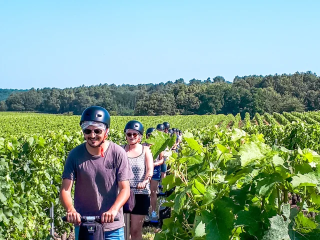 Activities around Muscadet : Vineyard walks