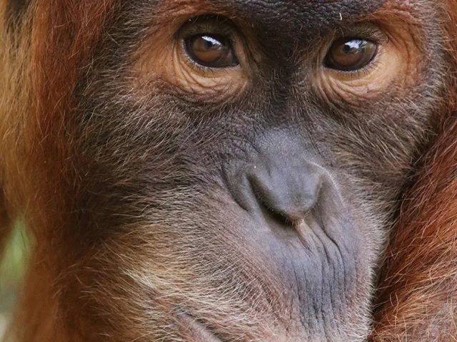 Our must-sees: Boissière du Doré Zoo