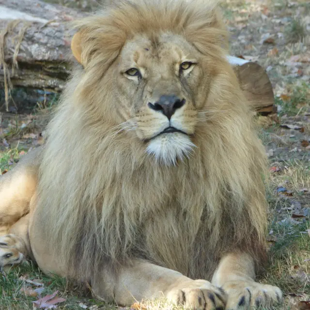 Our must-sees: Boissière du Doré Zoo