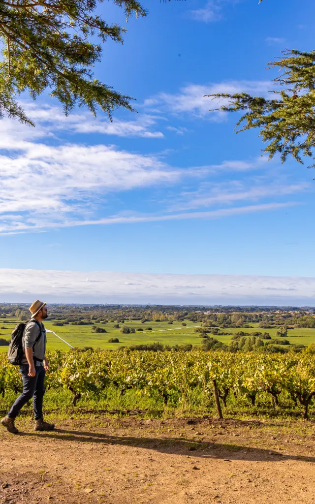 weekend hiking near Nantes : View of the vineyards and Goulaine marshes from the Butte de la Roche