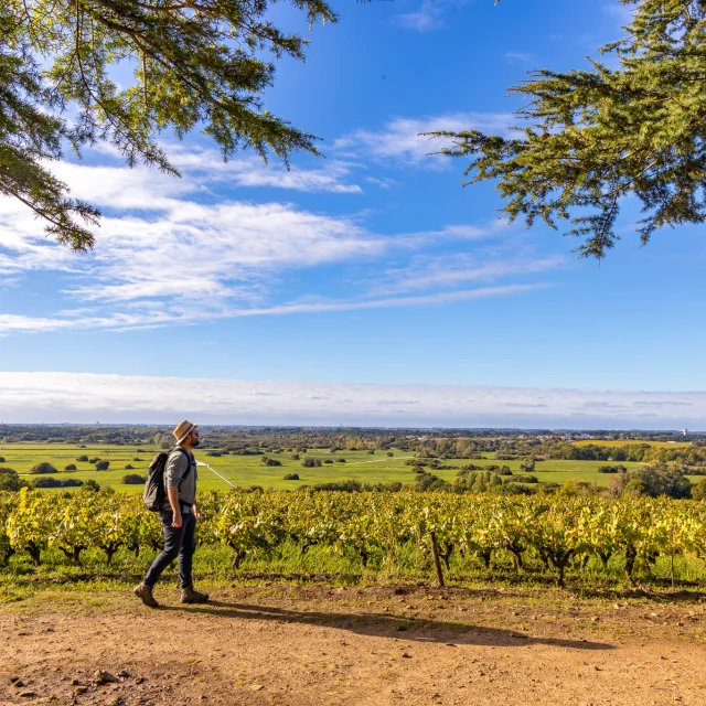 weekend hiking near Nantes : View of the vineyards and Goulaine marshes from the Butte de la Roche