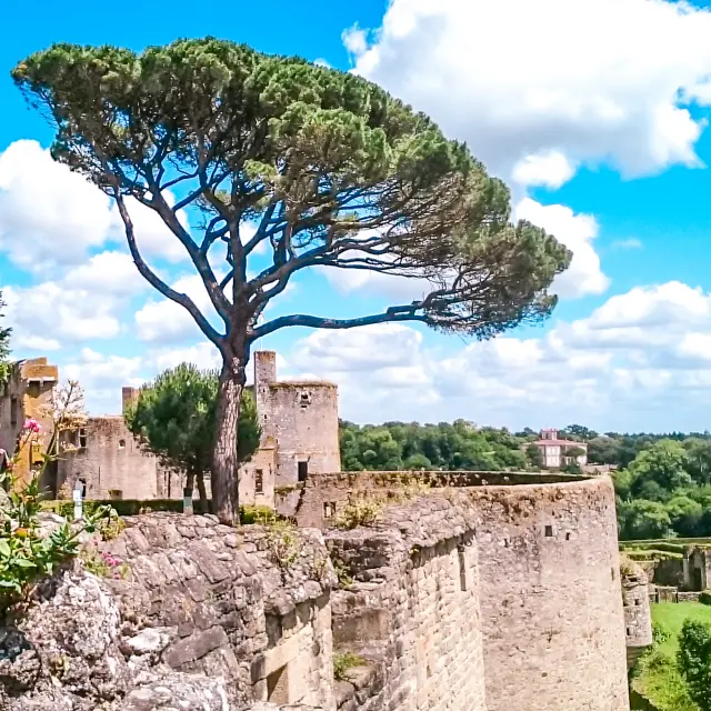 Nos incontournables : Le château de Clisson et son pin parasol