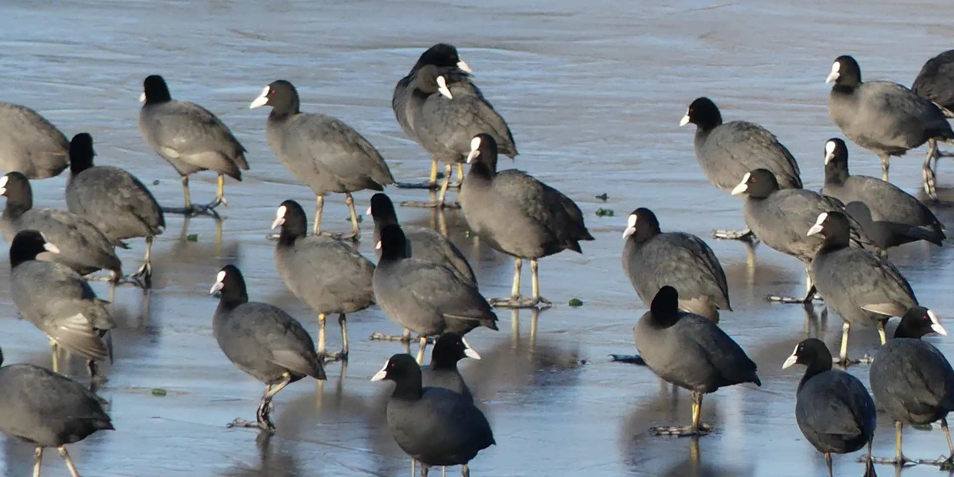 Observation d'oiseaux dans le marais de Goulaine : Foulque Macroule