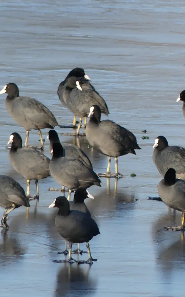 Birdwatching in the Goulaine marsh: Coot