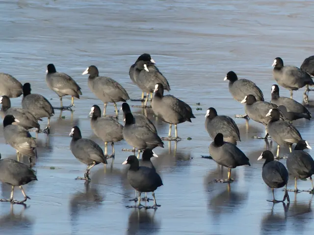 Observation d'oiseaux dans le marais de Goulaine : Foulque Macroule