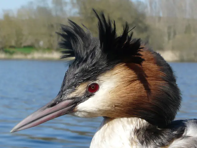 Observation d'oiseaux dans le marais de Goulaine : Grebe Huppe