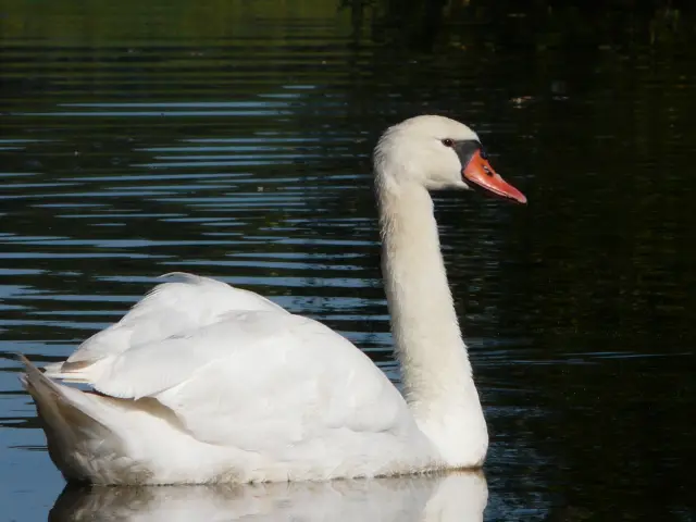 Observation d'oiseaux dans le marais de Goulaine : Cygnes Tubercules