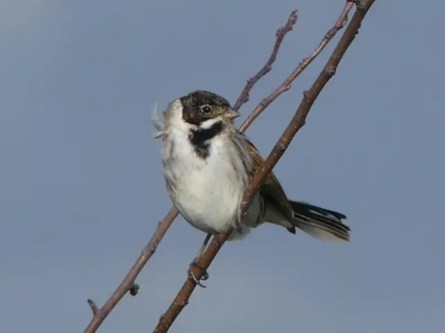 Observation d'oiseaux dans le marais de Goulaine : Bruant Des Roseaux