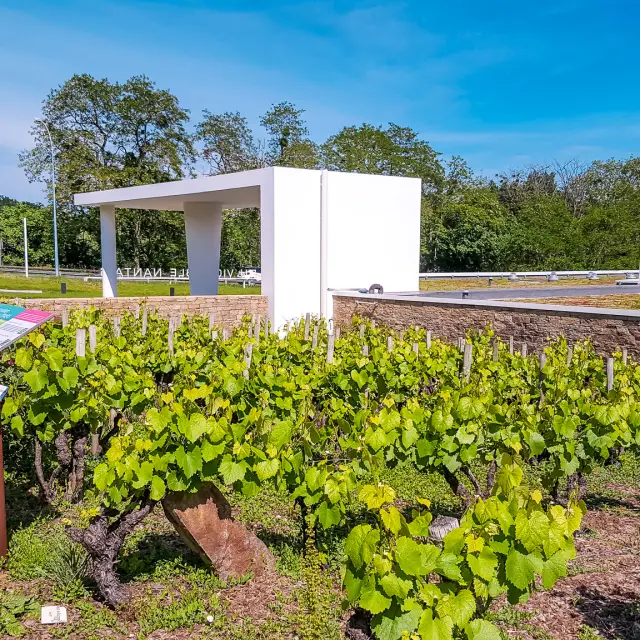 Nos incontournables : Le Musée du Vignoble Nantais