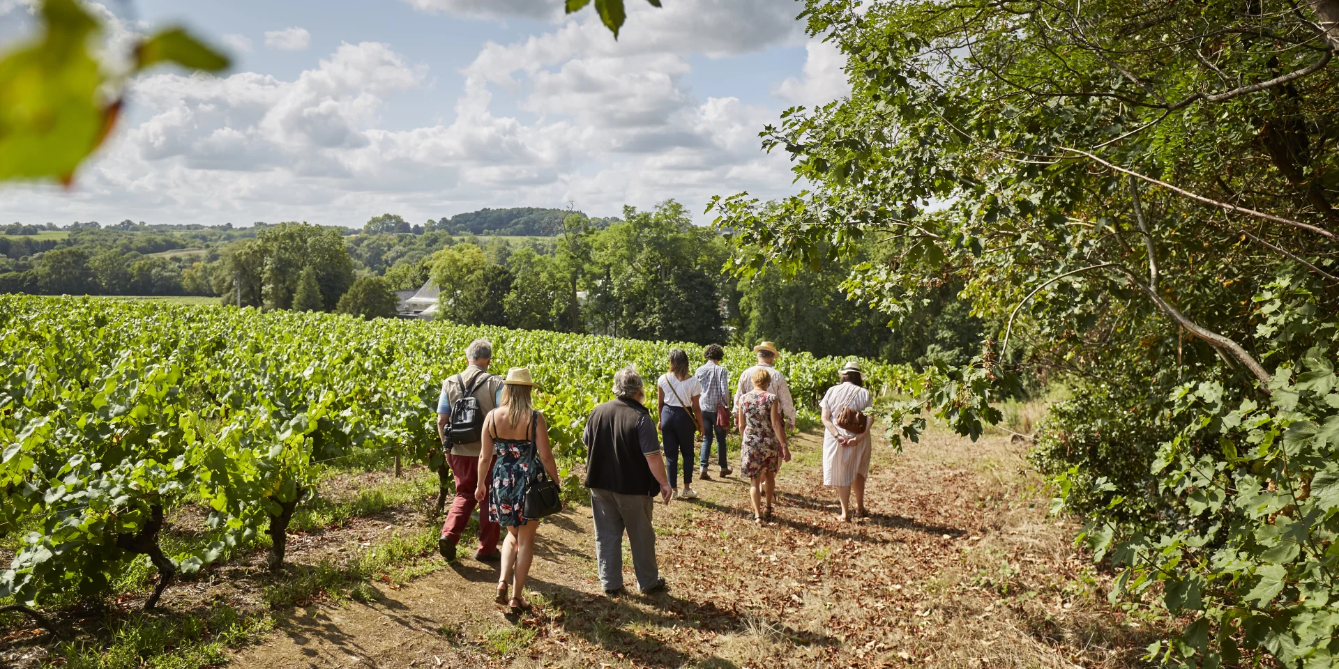 Activities around Muscadet : Vineyard walks