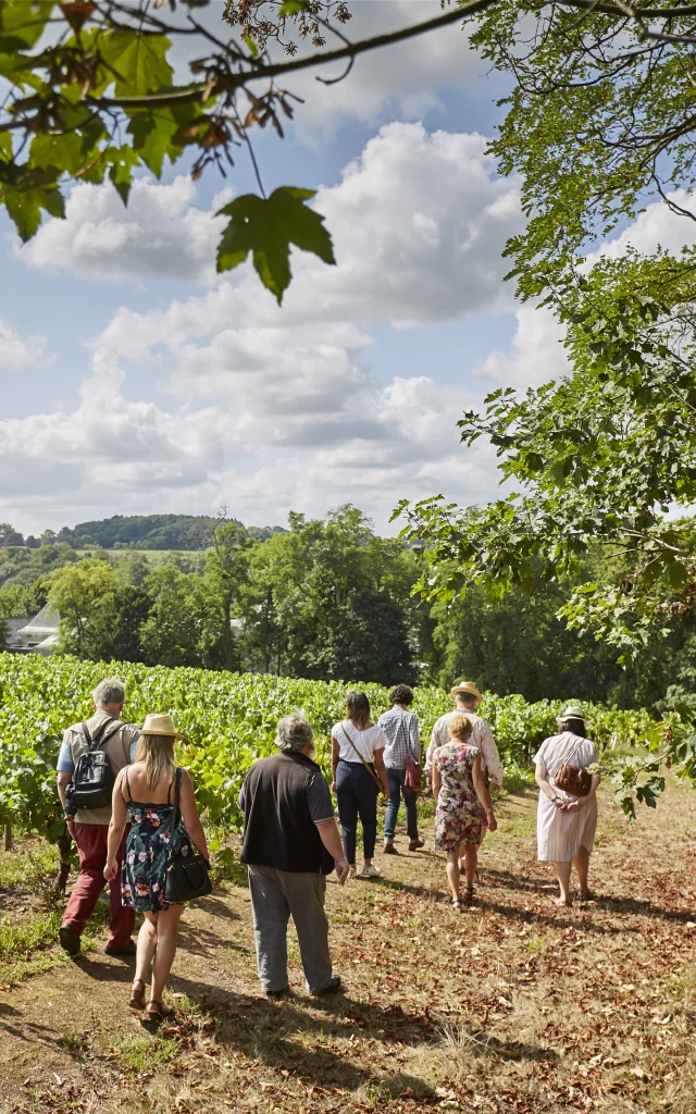 Activities around Muscadet : Vineyard walks