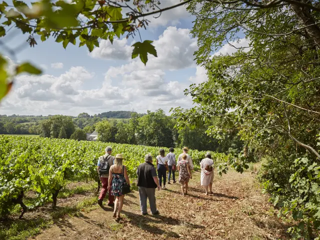 Activities around Muscadet : Vineyard walks