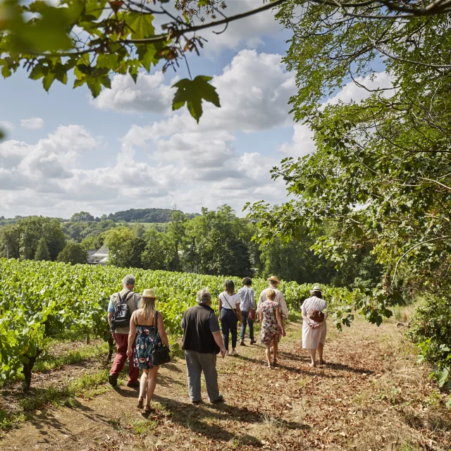Activities around Muscadet : Vineyard walks