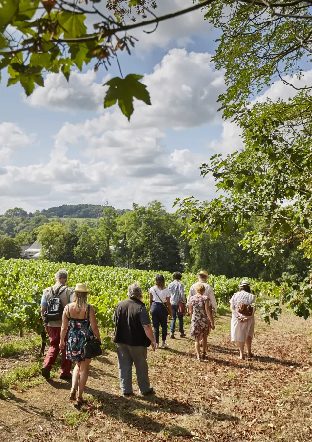 Activities around Muscadet : Vineyard walks