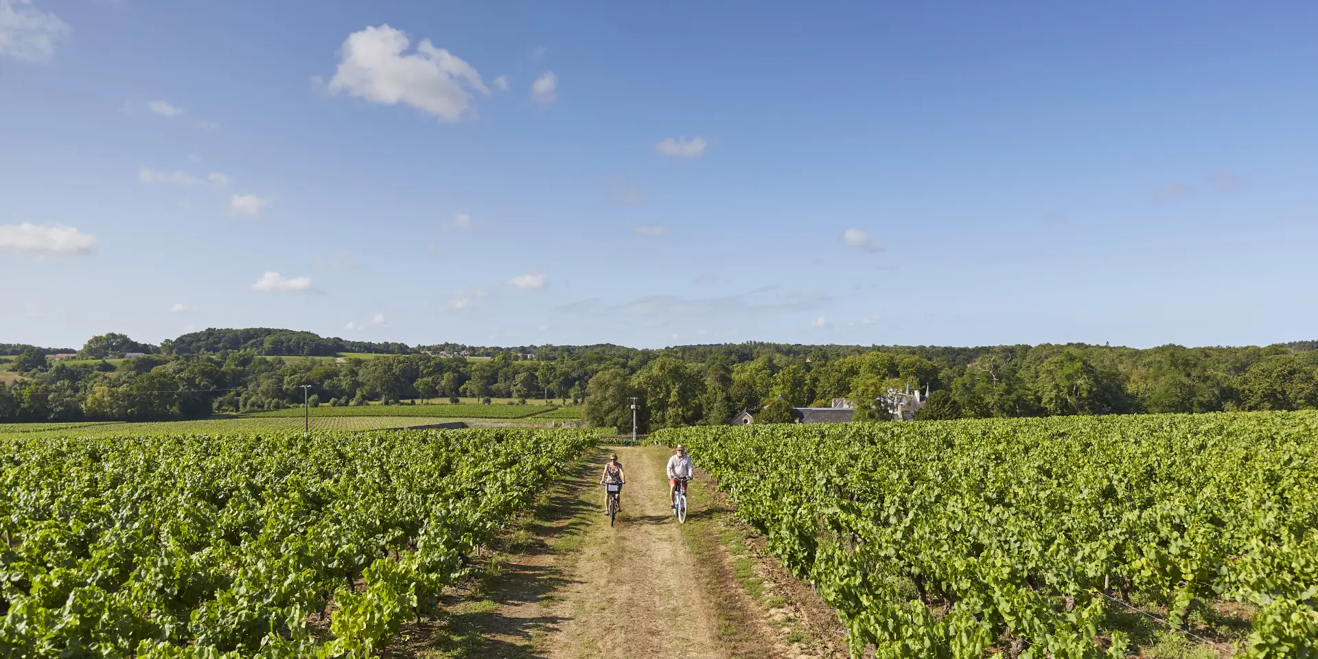 Our must-sees: Through the vines in the Nantes vineyards, a Loire vineyard