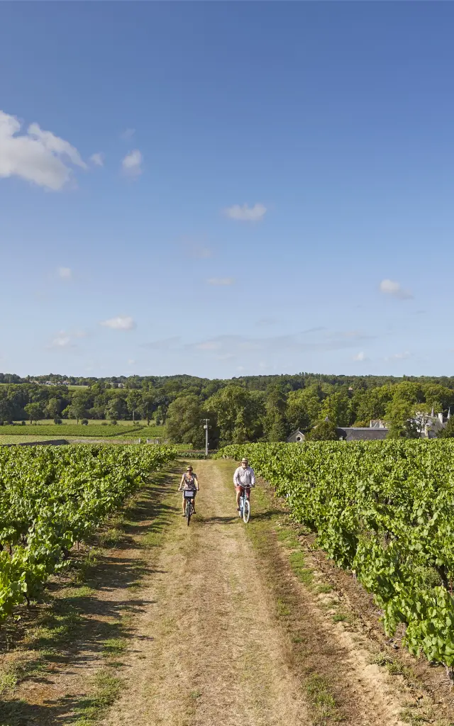 Our must-sees: Through the vines in the Nantes vineyards, a Loire vineyard