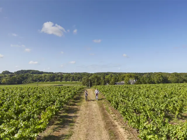 Nos incontournables : A travers vignes dans le vignoble nantais, un vignoble de Loire