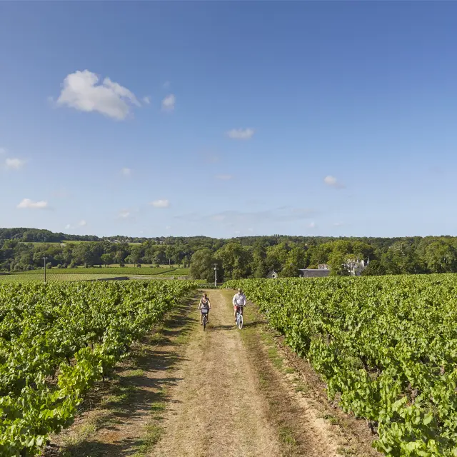 Nos incontournables : A travers vignes dans le vignoble nantais, un vignoble de Loire