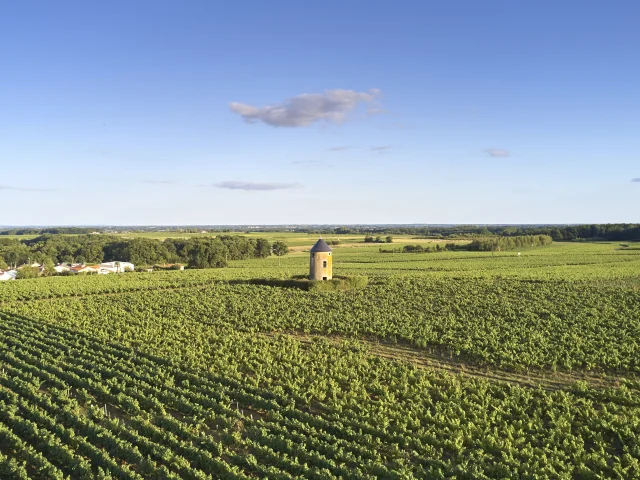 Our must-sees: Through the vines in the Nantes vineyards, a Loire vineyard