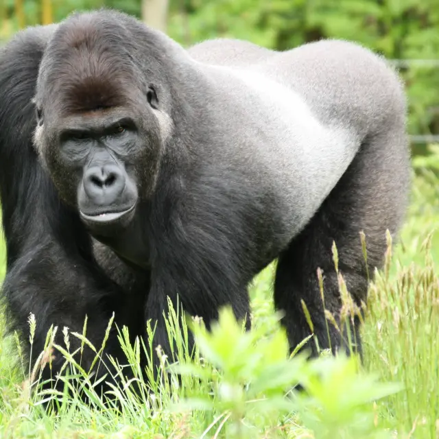 Our must-sees: Boissière du Doré Zoo