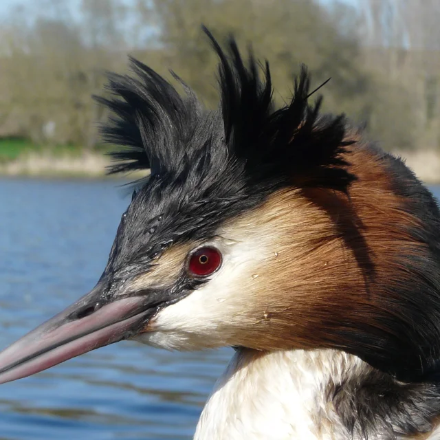 Birdwatching in the Goulaine marshes: Grebe Huppe