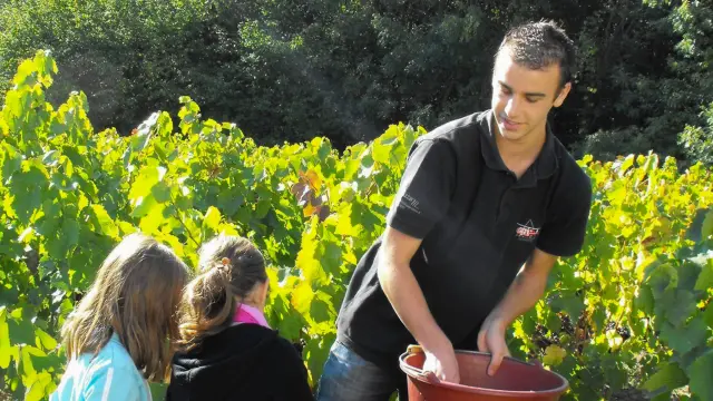 The Vignoble Nantais, a region with the Pays d'Art et d'Histoire label: a grape harvest workshop at the Musée du Vignoble Nantais