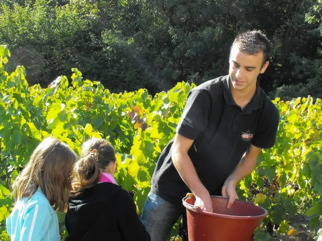 The Vignoble Nantais, a region with the Pays d'Art et d'Histoire label: a grape harvest workshop at the Musée du Vignoble Nantais