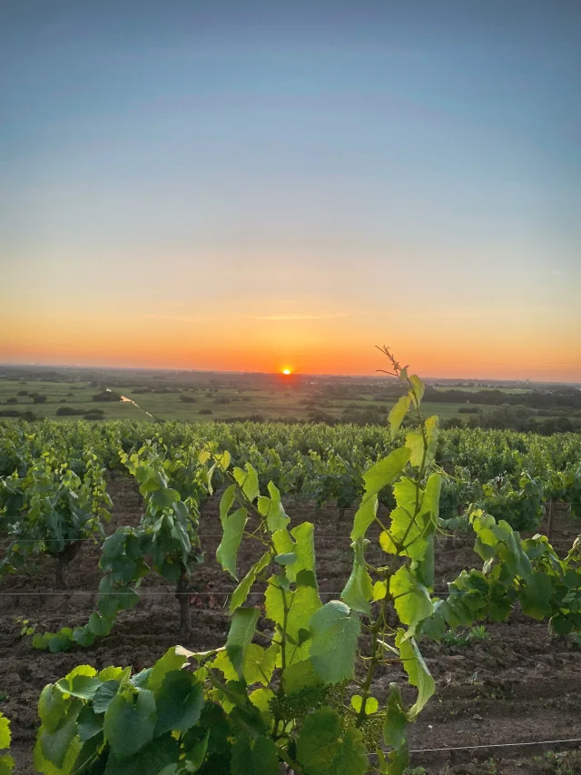 Weekend hiking near Nantes: views of the vineyards, the Loire Valley and the city of Nantes