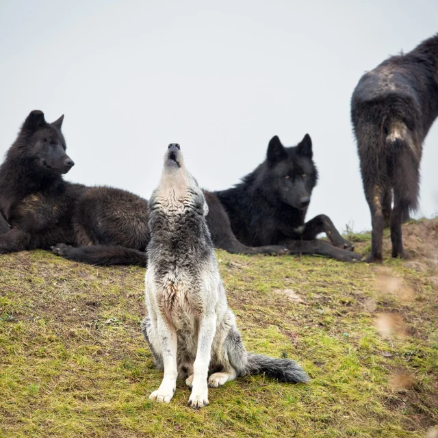 Our must-sees: Boissière du Doré Zoo
