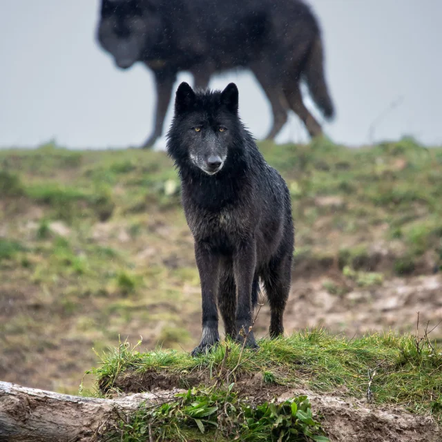 Our must-sees: Boissière du Doré Zoo