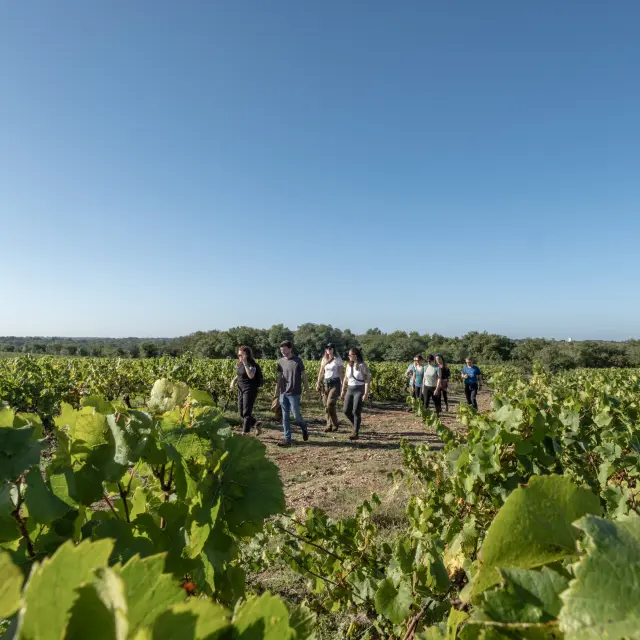 Activities around Muscadet : Vineyard walks