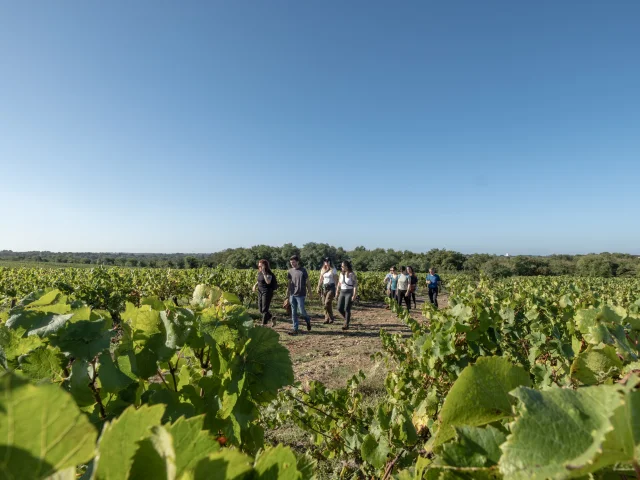 Our must-sees: Through the vines in the Nantes vineyards, a Loire vineyard